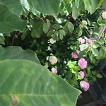 住宿加早餐酒店 Les Asphodeles Amelie 圣伊波利特迪福尔