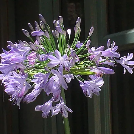 Les Asphodèles Couette-café