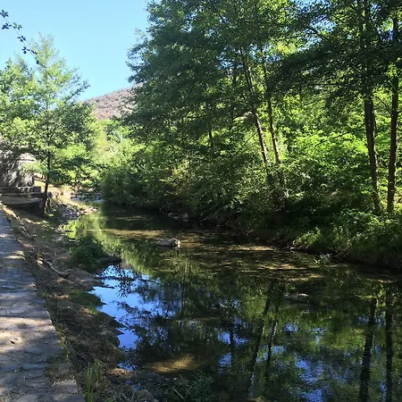 Les Asphodèles Saint-Hippolyte-du-Fort