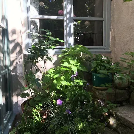 Les Asphodèles Saint-Hippolyte-du-Fort