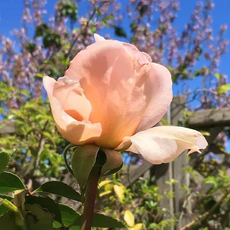 Les Asphodèles Couette-café 4*