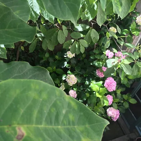 Couette-café Les Asphodèles Saint-Hippolyte-du-Fort